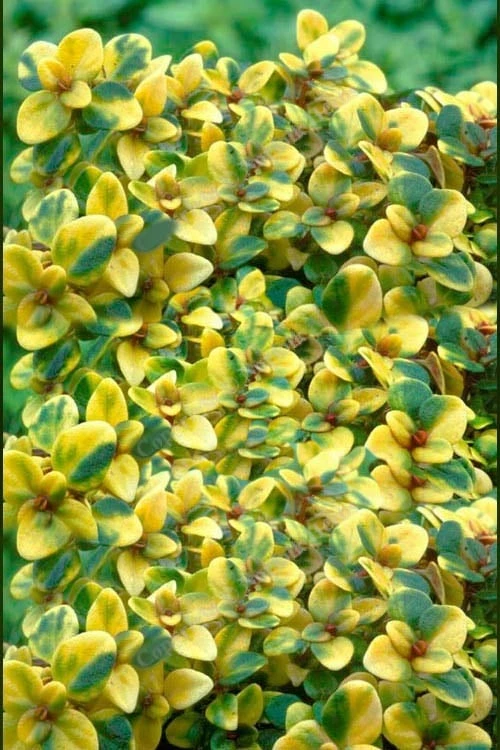 Doone Valley Thyme - 6 Pack Of Pink Pots - Image 4