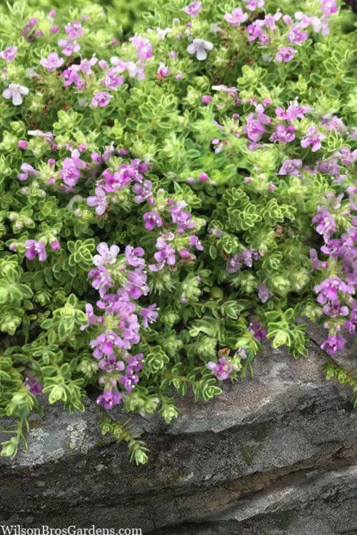 Highland Cream Creeping Thyme - 5 Pack Of Quart Pots - Image 4