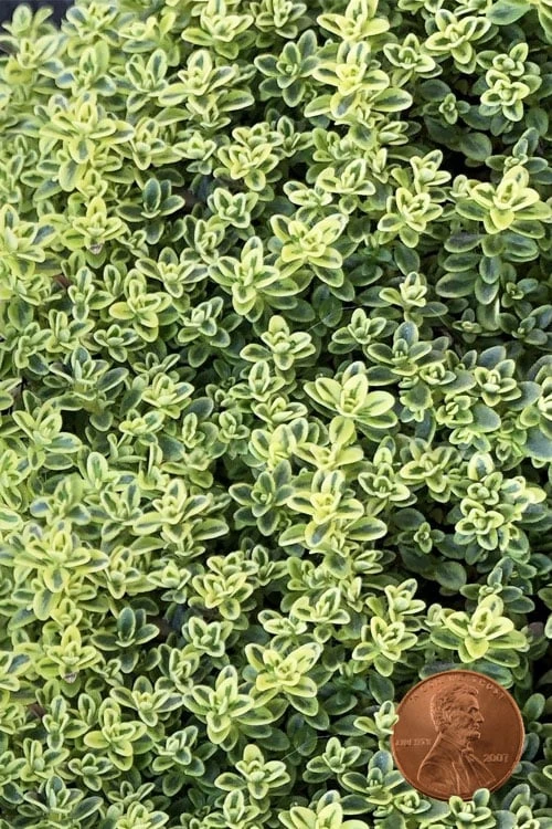 Highland Cream Creeping Thyme - 5 Pack Of Quart Pots