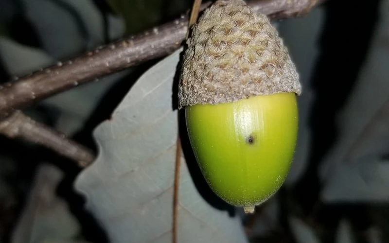 Chestnut Oak Tree (Quercus Prinus) - 3 Pack Of 1.5 Quart Pots - Image 7