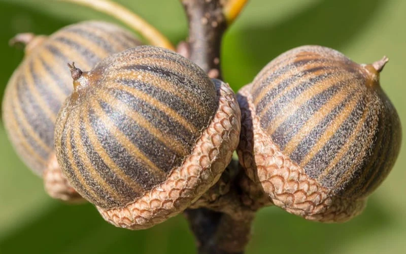 Pin Oak Tree (Quercus Palustris) - 3 Gallon Pot - Image 8