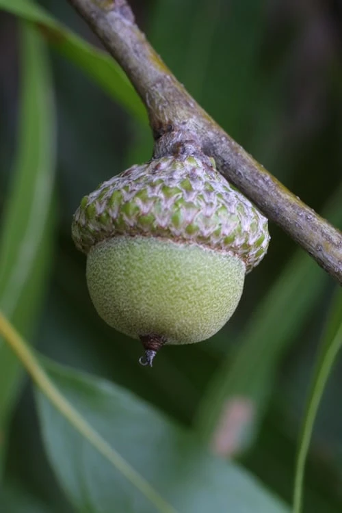 Willow Oak Tree (Quercus Phellos) - 3 Gallon Pot - Image 8