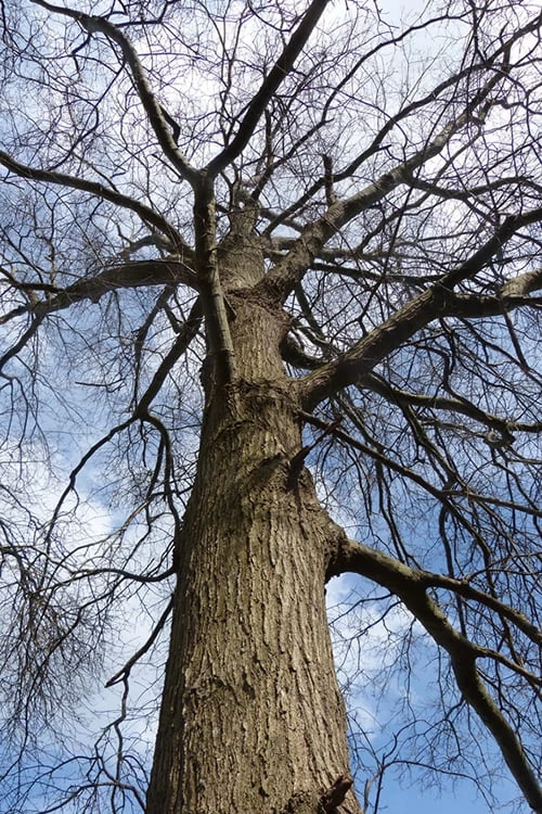 Willow Oak Tree (Quercus Phellos) - 3 Gallon Pot - Image 7