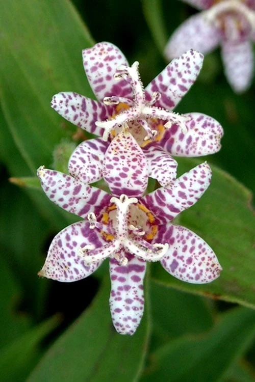 Miyazaki Toad Lily (Tricyrtus Hirta) - 1 Gallon Pot - Image 8
