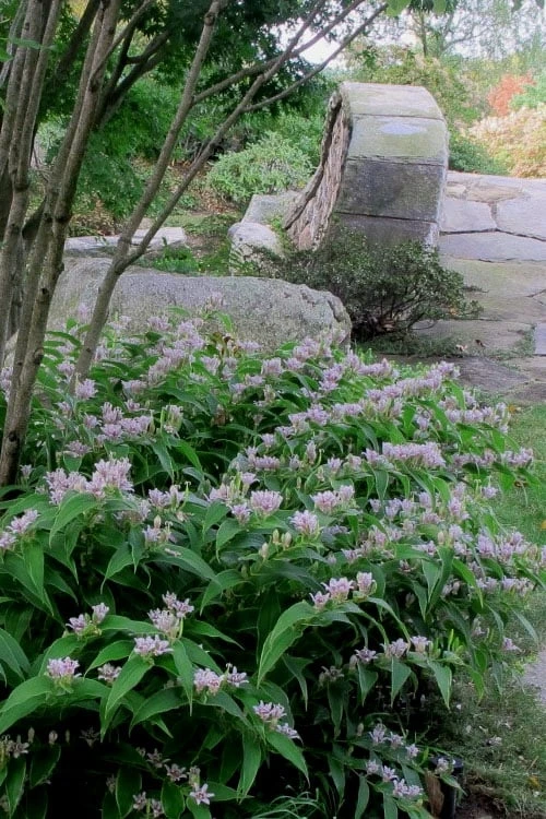 Miyazaki Toad Lily (Tricyrtus Hirta) - 1 Gallon Pot - Image 5
