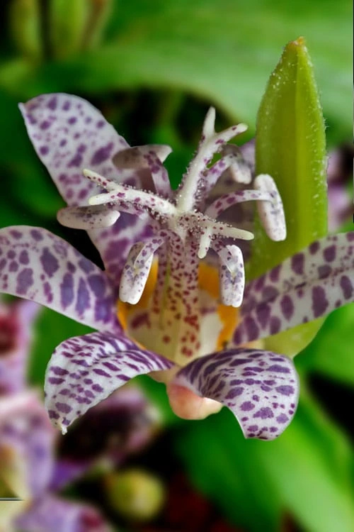 Miyazaki Toad Lily (Tricyrtus Hirta) - 1 Gallon Pot - Image 6