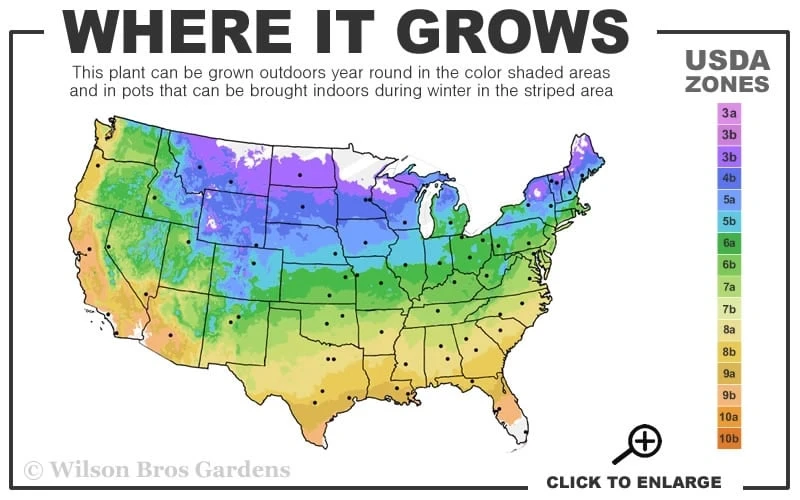 Diamantina Clematis - 1 Gallon Pot - Image 3