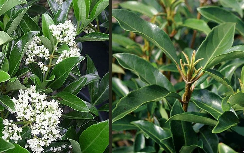 Mirror Leaf Sweet Viburnum - 7 Gallon Pot (3-4') - Image 5