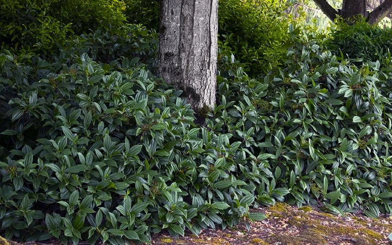 David Viburnum - 3 Gallon Pot - Image 8