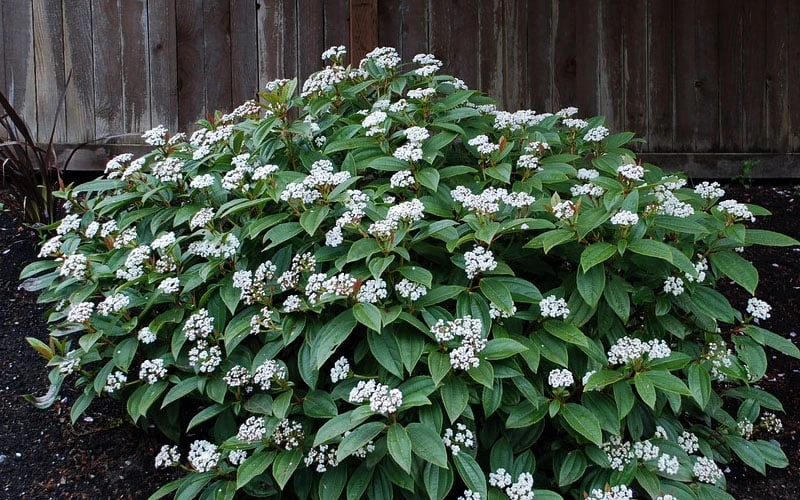 David Viburnum - 3 Gallon Pot - Image 10
