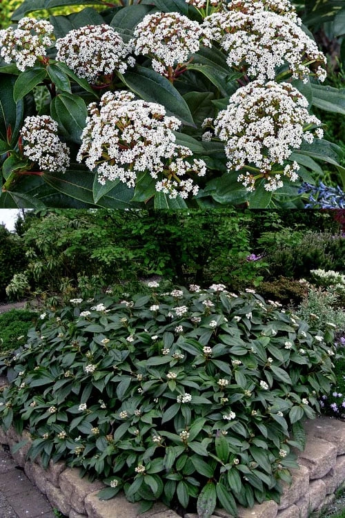 David Viburnum - 3 Gallon Pot - Image 4