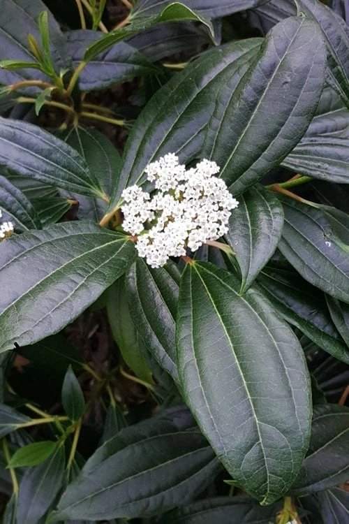 David Viburnum - 3 Gallon Pot - Image 5