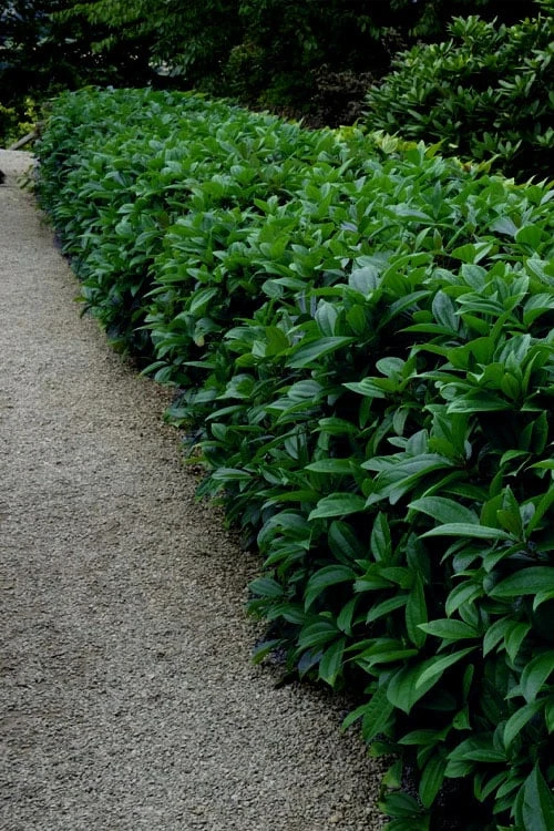 David Viburnum - 3 Gallon Pot - Image 13