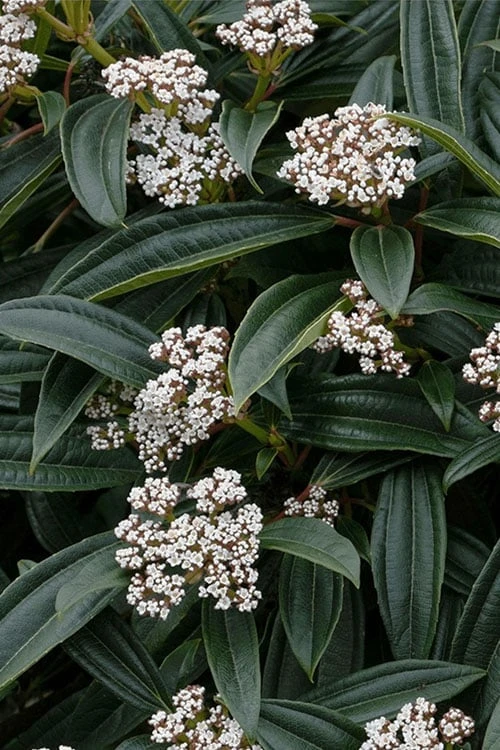David Viburnum - 3 Gallon Pot - Image 9