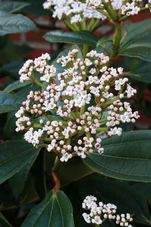David Viburnum - 3 Gallon Pot - Image 6