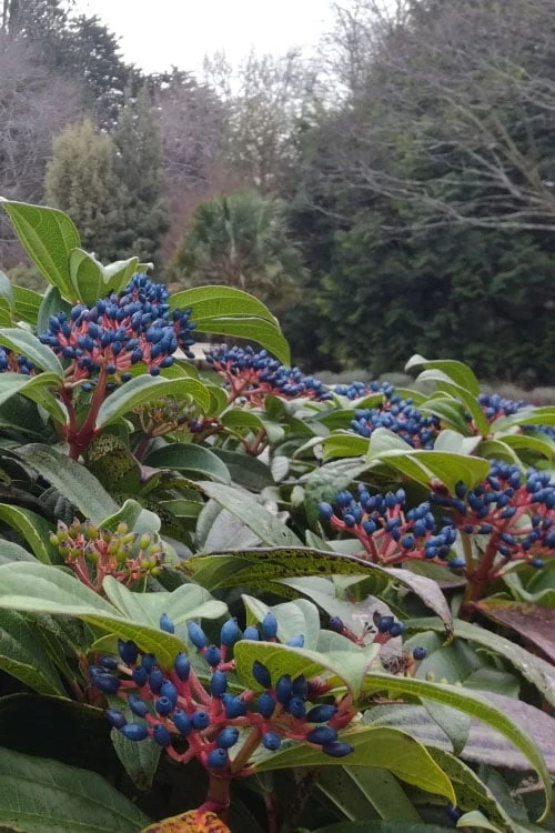 David Viburnum - 3 Gallon Pot - Image 11