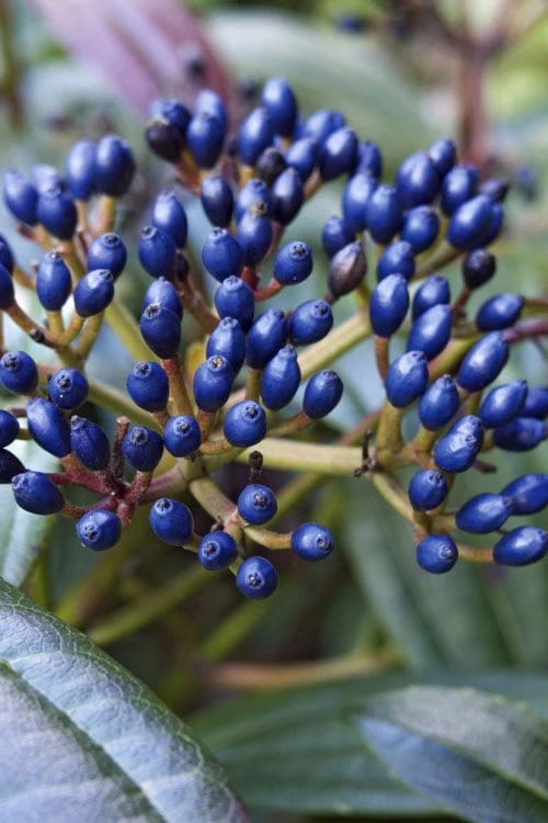 David Viburnum - 3 Gallon Pot - Image 7