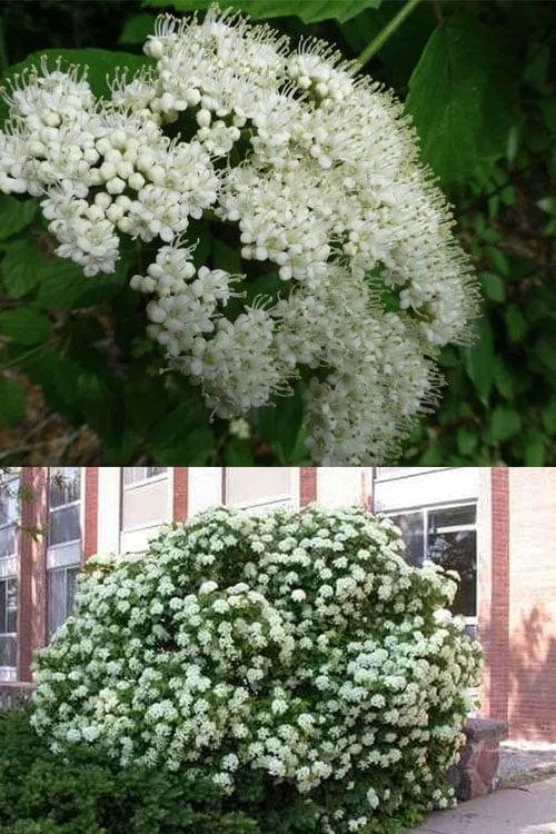 Arrowwood Viburnum - 3 Gallon Pot - Image 4