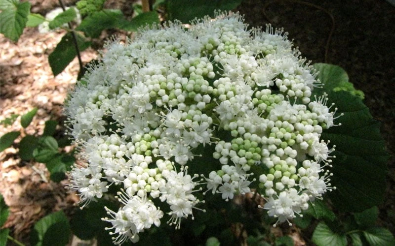 Arrowwood Viburnum - 3 Gallon Pot - Image 5