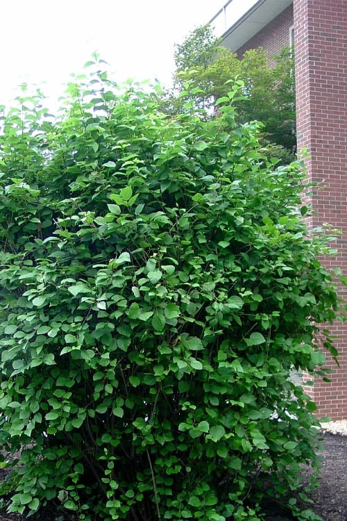 Arrowwood Viburnum - 3 Gallon Pot - Image 6