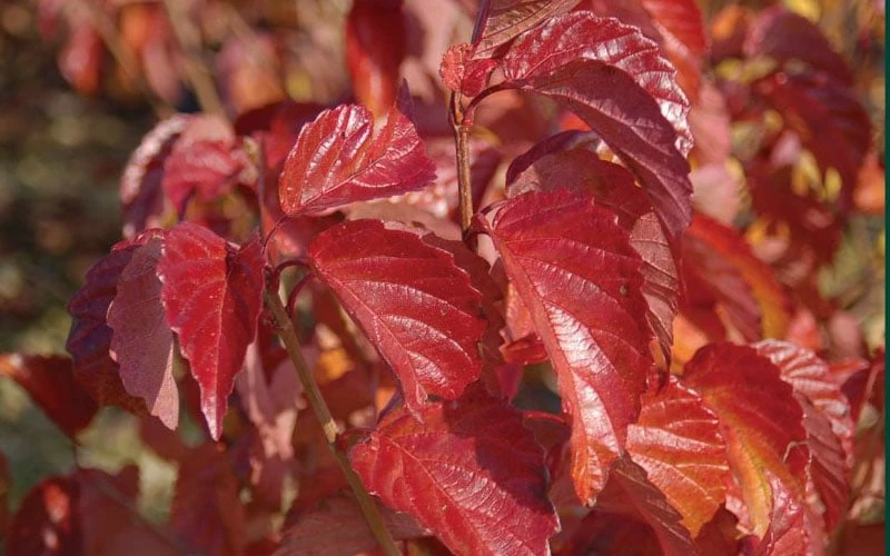 Arrowwood Viburnum - 3 Gallon Pot - Image 7
