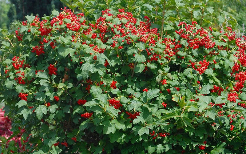 Dwarf European Cranberry Bush - 5 Gallon Pot - Image 6