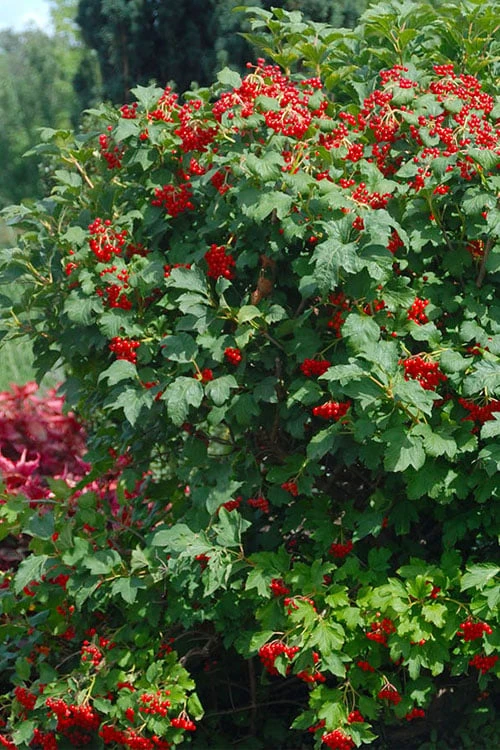 Dwarf European Cranberry Bush - 5 Gallon Pot - Image 4