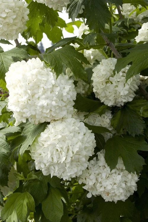 Eastern Snowball Viburnum Bush - 3 Gallon Pot - Image 7