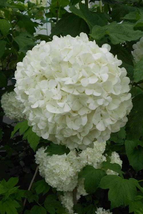 Eastern Snowball Viburnum Bush - 3 Gallon Pot - Image 5