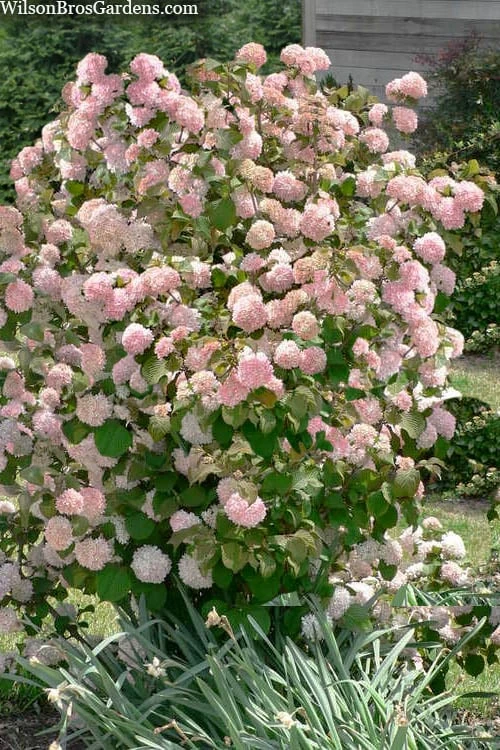 Kern's Pink Snowball Viburnum Bush - 2 Gallon Pot - Image 4