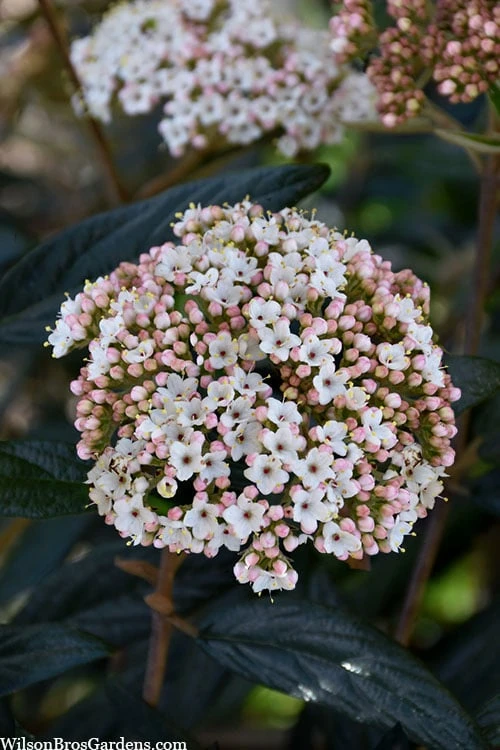 Prague Viburnum - 3 Gallon Pot - Image 5