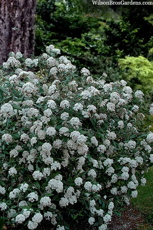 Prague Viburnum - 3 Gallon Pot - Image 4