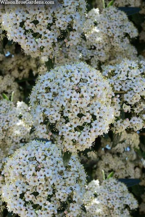 Prague Viburnum - 3 Gallon Pot - Image 6