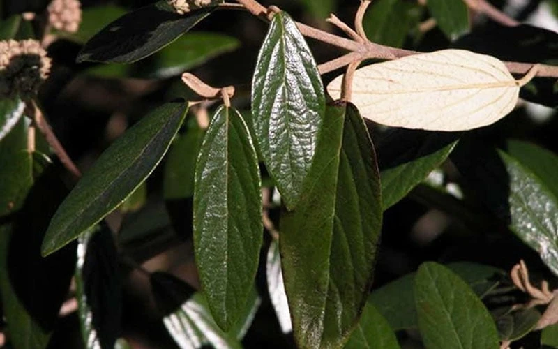 Prague Viburnum - 3 Gallon Pot - Image 8