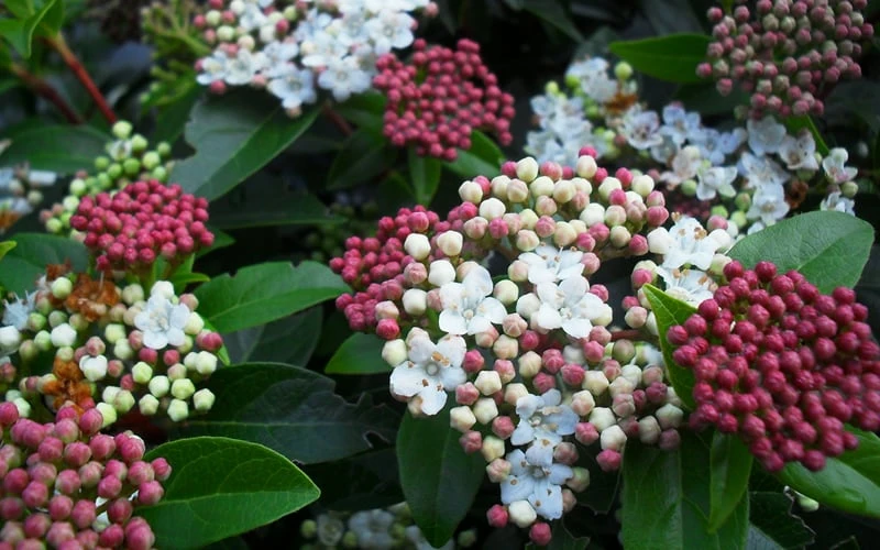 Spring Bouquet Viburnum - 3 Gallon Pot - Image 7
