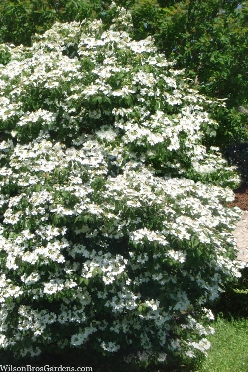 Summer Snowflake Viburnum - 1 Gallon Pot - Image 4