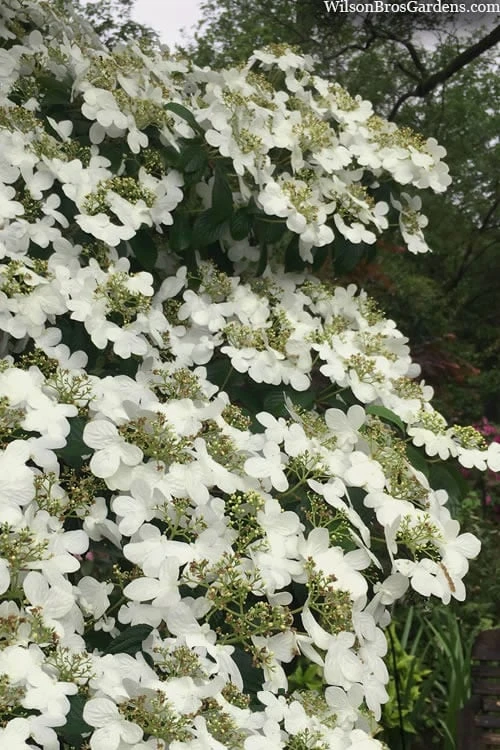 Summer Snowflake Viburnum - 1 Gallon Pot - Image 7