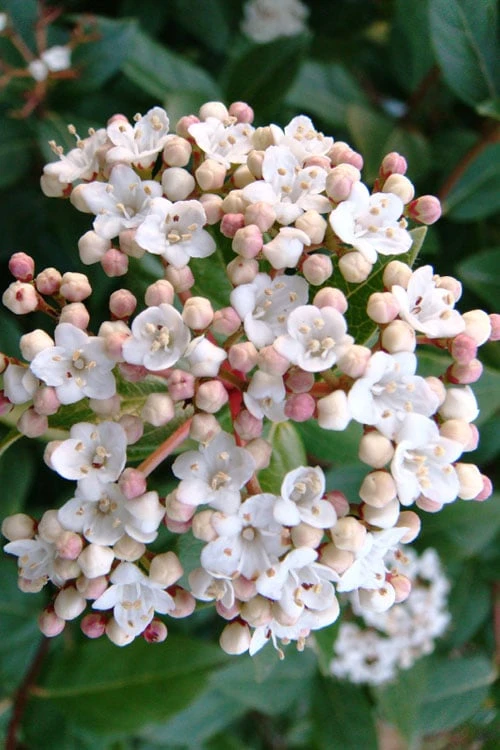 Spring Bouquet Viburnum - 3 Gallon Pot - Image 4