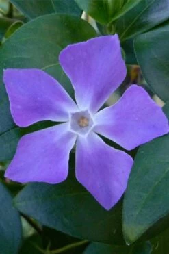 Bigleaf Periwinkle (Vinca Major) - 8 Pack Of 2.5" Pots