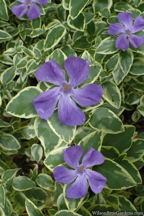 Variegated Bigleaf Periwinkle (Vinca Major 'Variegata') - 6 Pack Of Pint Pots - Image 6