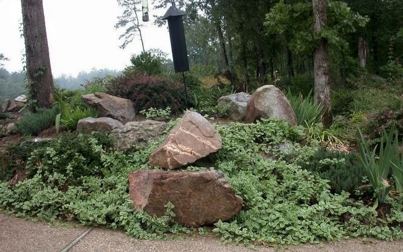 Variegated Bigleaf Periwinkle (Vinca Major 'Variegata') - 6 Pack Of Pint Pots - Image 4