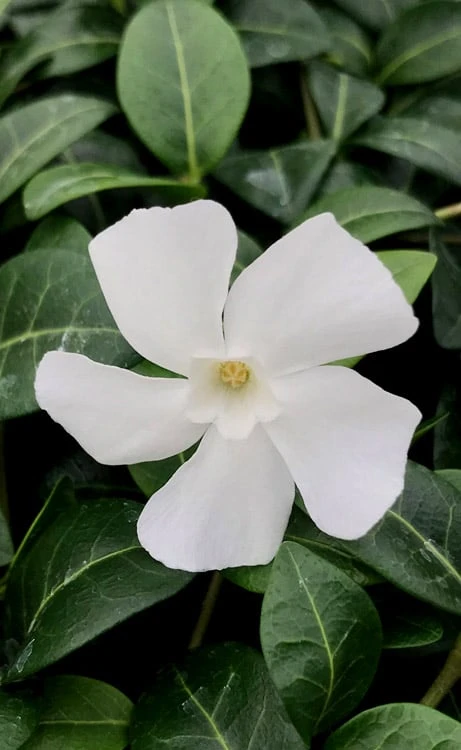 White Evergreen Periwinkle (Vinca Minor 'Alba') - 5 Pack Of Pint Pots - Image 7