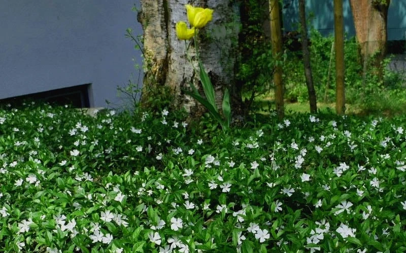 White Evergreen Periwinkle (Vinca Minor 'Alba') - 5 Pack Of Pint Pots - Image 5