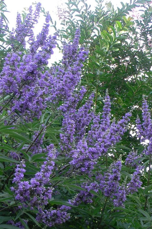 Shoal Creek Chaste Tree (Vitex) - 5 Gallon Pot