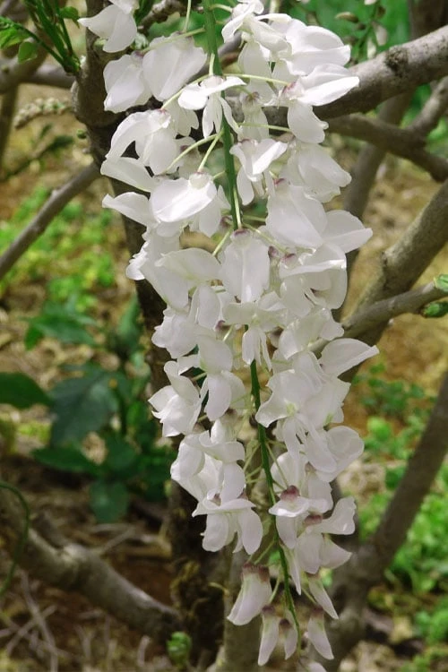 White Wisteria Vine (Wisteria Sinensis 'Alba') - 3 Gallon Pot - Image 7
