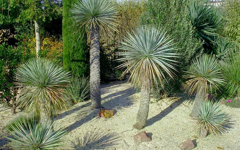 Sapphire Skies Big Bend Yucca Rostrata - 1 Gallon Pot - Image 7