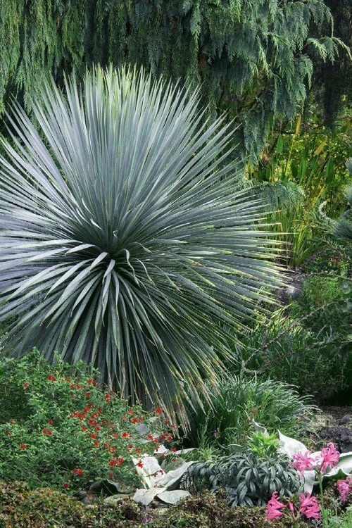 Sapphire Skies Big Bend Yucca Rostrata - 1 Gallon Pot - Image 8