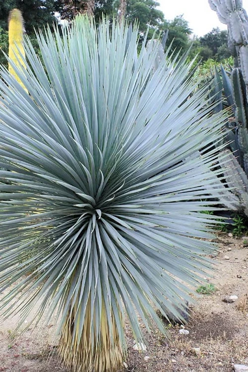 Sapphire Skies Big Bend Yucca Rostrata - 1 Gallon Pot - Image 4