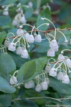 Woodlanders Blue Dusty Zenobia (Honeycup) - 3 Gallon Pot